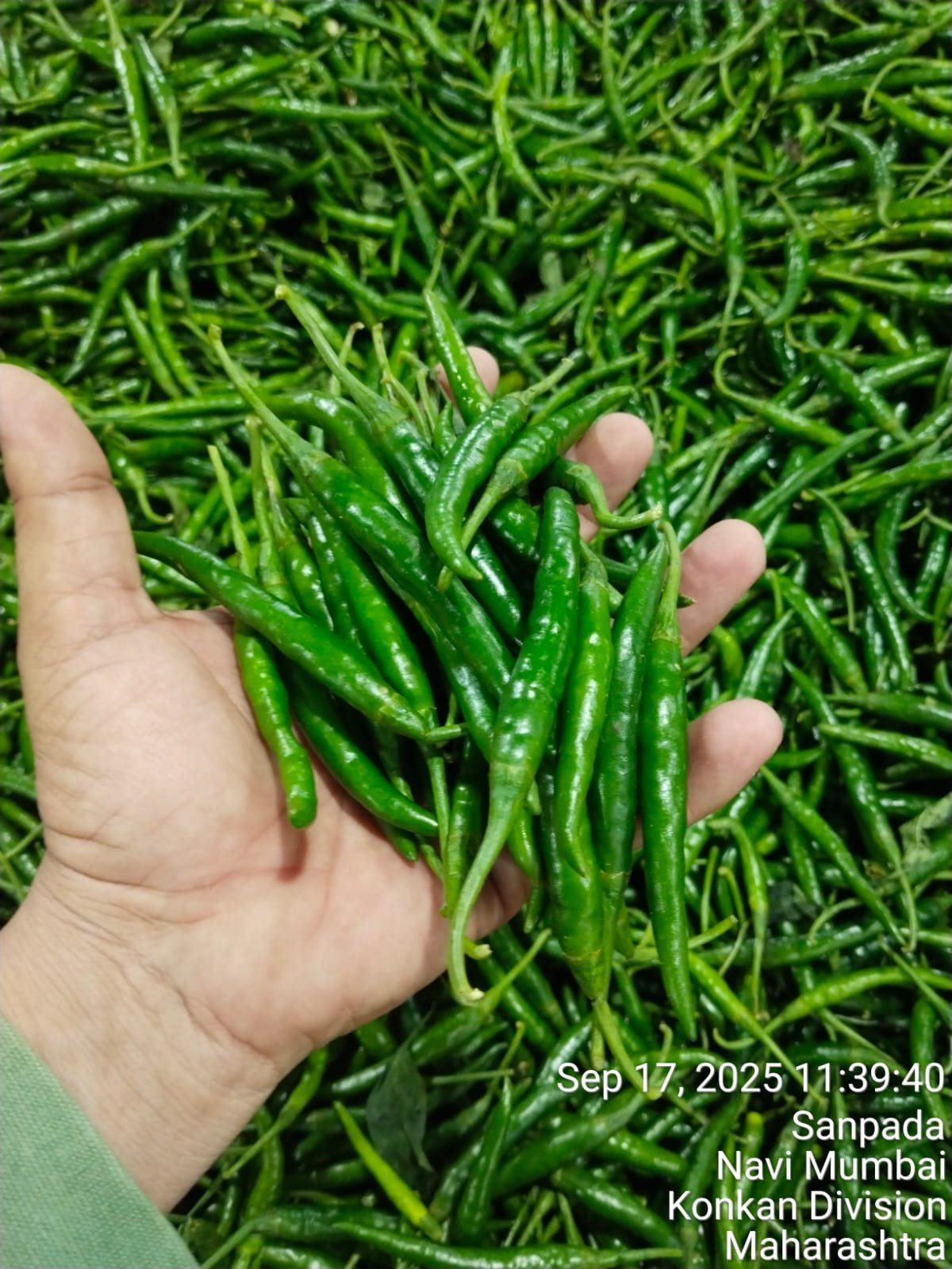 Export Quality Fresh G4 Green Chilli