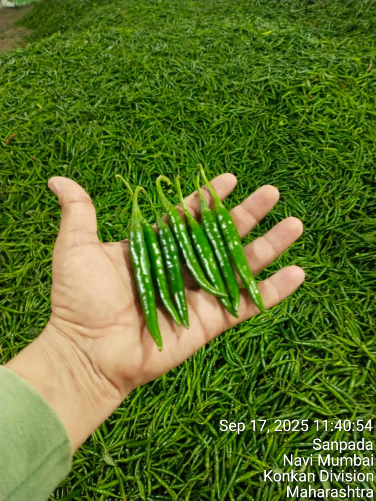 A Grade Fresh G4 Green Chilli (Gauri)